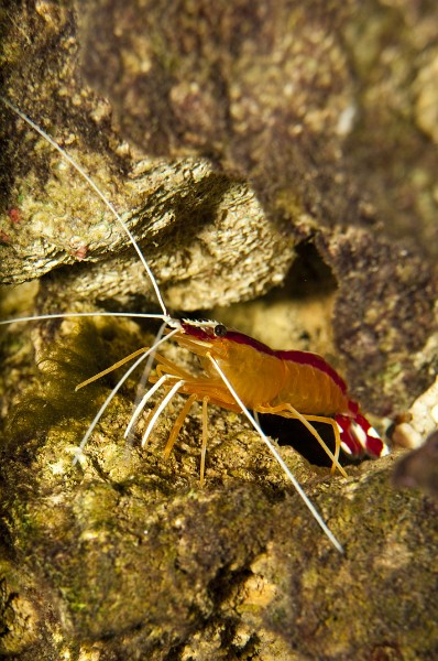 Scarlet Skunk Cleaner Shrimp (Lysmata amboinensis)  in Aquarium